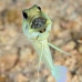 jawfish_yellowhead_dd_fc_v_0438_tci1641.jpg